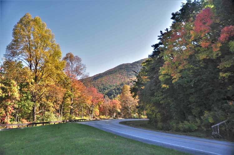 tree-lined road 